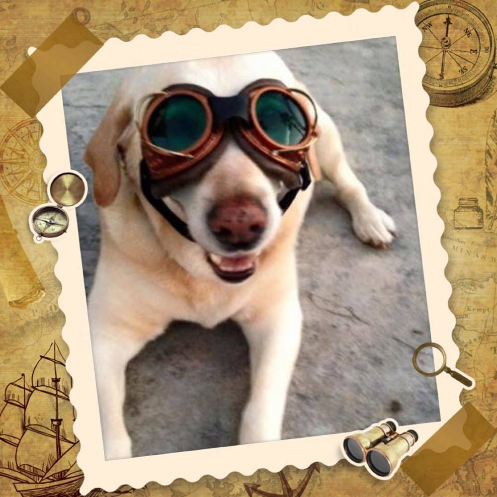 Meet your Posher, Diana